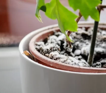 moisissure dans un pot moisi sur la terre de plante d'intérieur