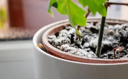 moisissure dans un pot moisi sur la terre de plante d'intérieur