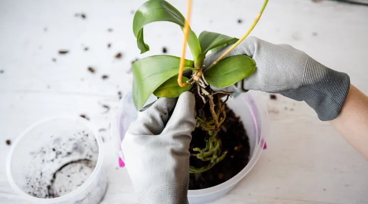 ne pas rempoter erreurs fleurs aerer feuilles entretien orchidees soins astuces pot