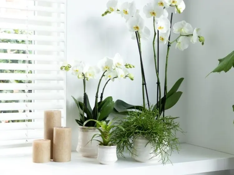 orchidée hydroponique entretien facile 