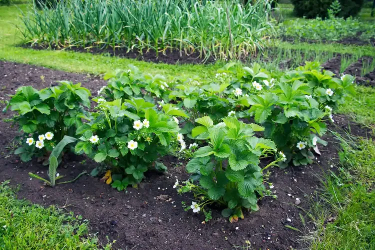où planter les fraisiers au jardin pleine terre quel emplacement sol engrais entretien