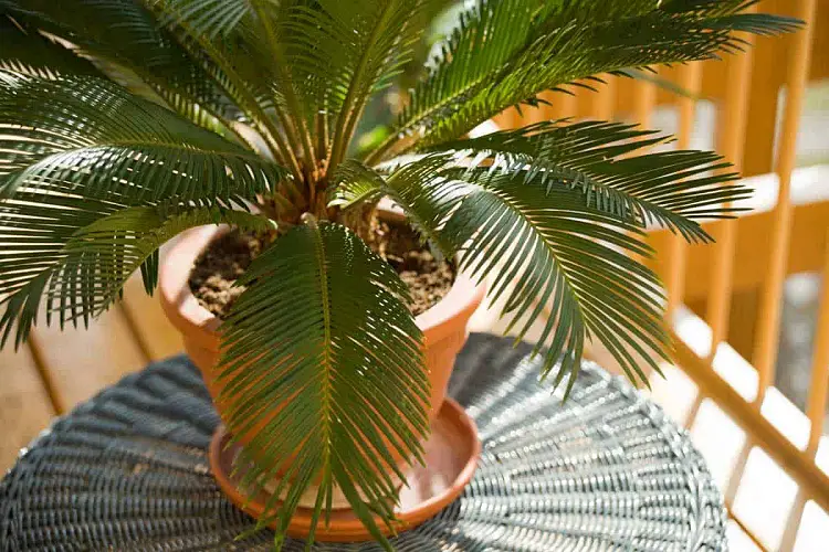 palmiers pour un balcon sans soleil ombre