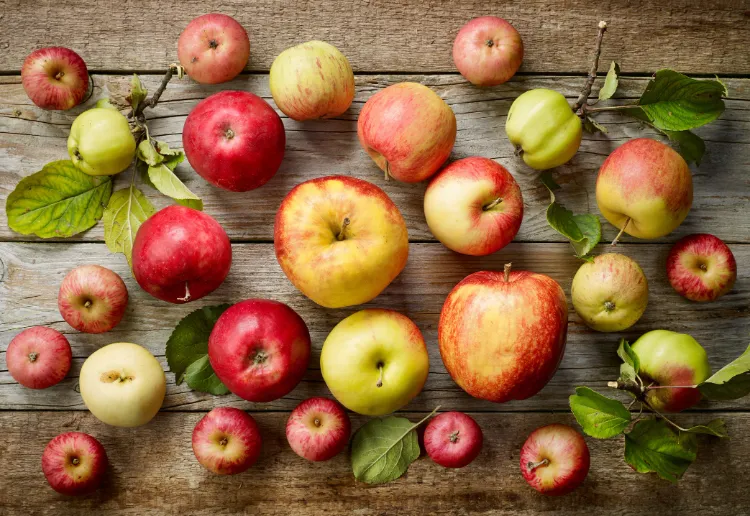 peut on manger pommes pour maigrir favorisent perte de poids selon science