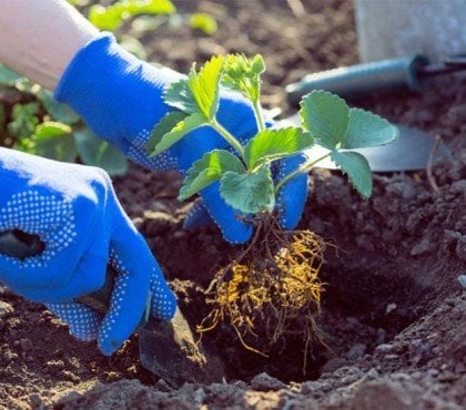 peut on planter des fraises en mars 2023