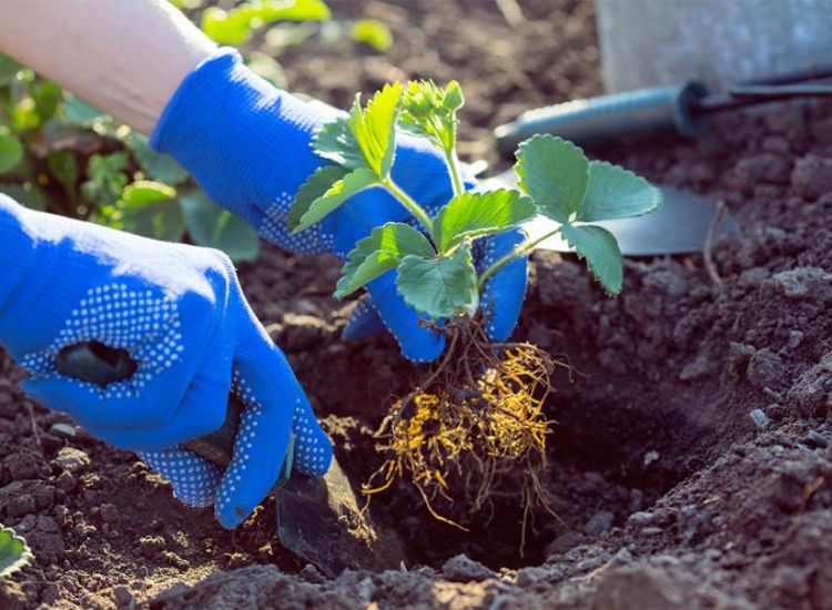 peut on planter des fraises en mars 2023