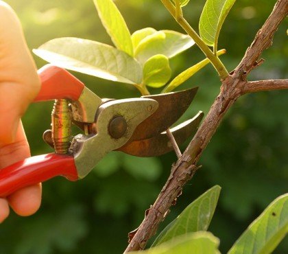 peut on tailler les arbres au printemps