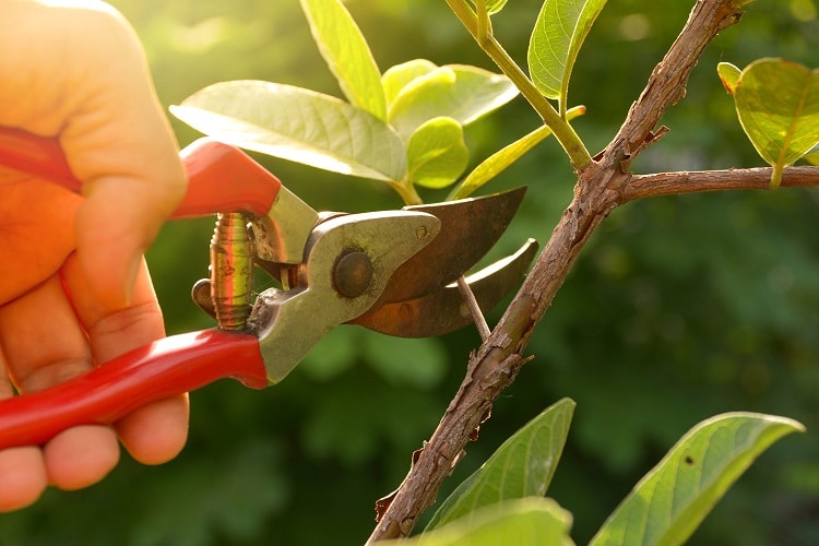 peut on tailler les arbres au printemps