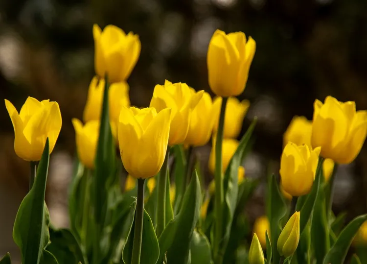 plante à fleurs jaunes à avoir dans le jardin printemps été planter tulipes en mars