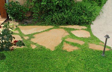 plante couvre sol résistante au piétinement vivace marcher dessus jardin