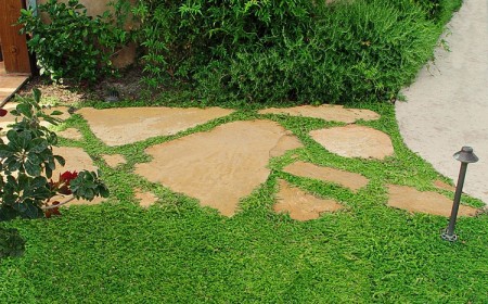 plante couvre sol résistante au piétinement vivace marcher dessus jardin