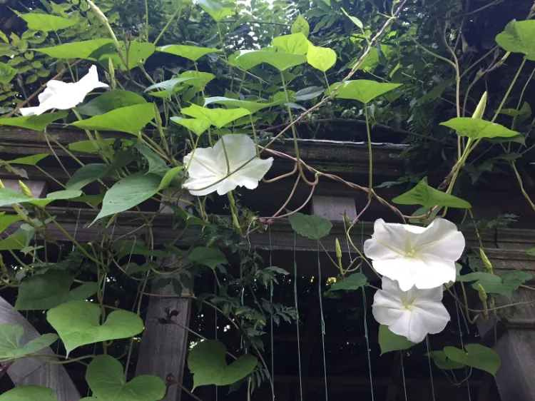 plante fleurs géantes jardin impressionnant ipomée blanche fleur de lune ipomea alba