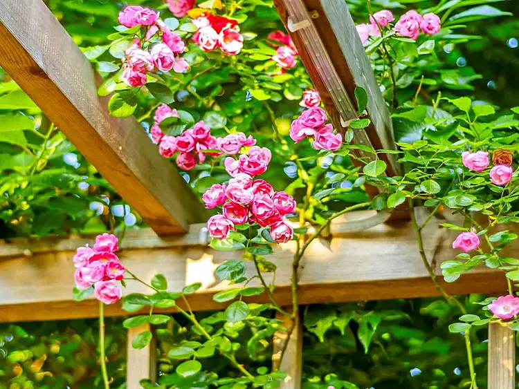 plante grimpante ombre rosiers grimpants jardin pergola soleil fleurs