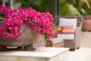 plante pour véranda plein sud cultiver bougainvillier en pot plante véranda plein soleil