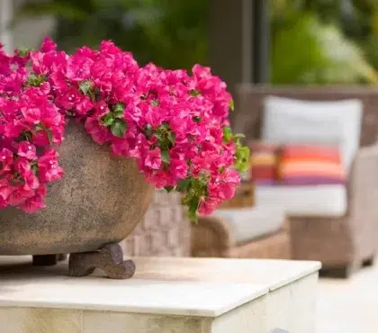 plante pour véranda plein sud cultiver bougainvillier en pot plante véranda plein soleil