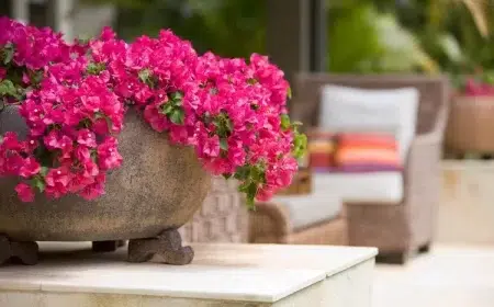 plante pour véranda plein sud cultiver bougainvillier en pot plante véranda plein soleil