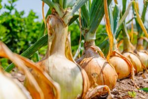 planter des oignons