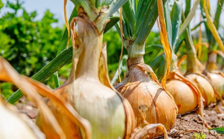planter des oignons