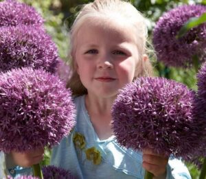 plantes à fleurs géantes planter jardin quelles variétés allium round n purple