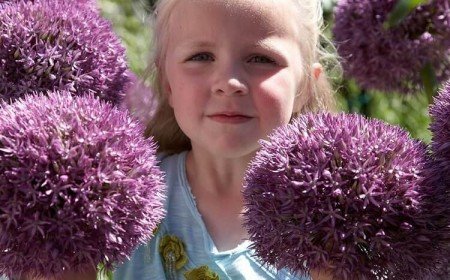 plantes à fleurs géantes planter jardin quelles variétés allium round n purple