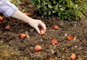 plantes à planter en mars fleurs a bulbes