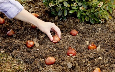 plantes à planter en mars fleurs a bulbes