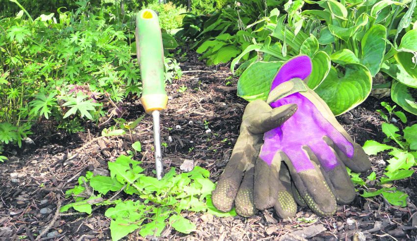 plantes aimer pas cendre desherber avec de la cendre gains choux potager