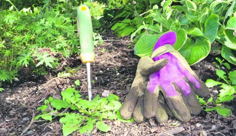 plantes aimer pas cendre desherber avec de la cendre gains choux potager