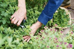 plantes couvre sol comestibles vivaces jardin soleil ombre sauvage