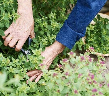 plantes couvre sol comestibles vivaces jardin soleil ombre sauvage