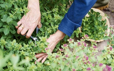 plantes couvre sol comestibles vivaces jardin soleil ombre sauvage