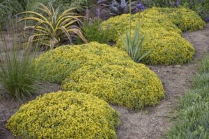plantes couvre sol terrain sableux sec jardin rocaille pente plein sud soleil faciles à entretenir