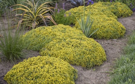 plantes couvre sol terrain sableux sec jardin rocaille pente plein sud soleil faciles à entretenir