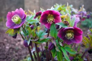 plantes d'ombre sol pauvre sec hellebore