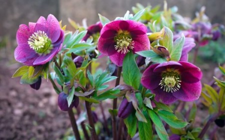 plantes d'ombre sol pauvre sec hellebore