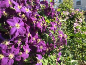 plantes grimpantes à feuillage persistant top 10