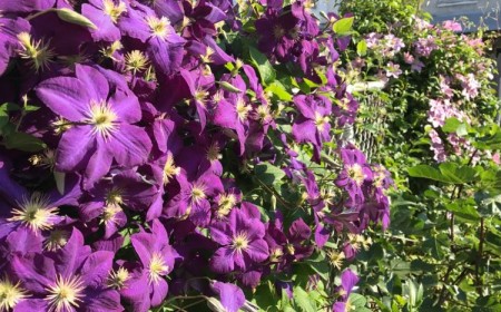 plantes grimpantes à feuillage persistant top 10