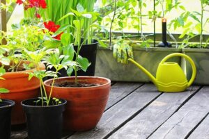 plantes plein soleil sans arrosage en pots