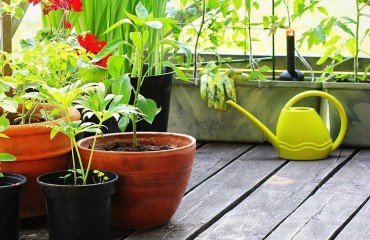 plantes plein soleil sans arrosage en pots
