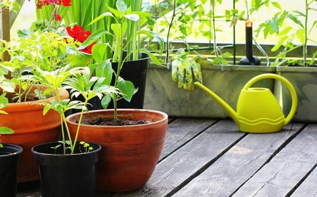 plantes plein soleil sans arrosage en pots