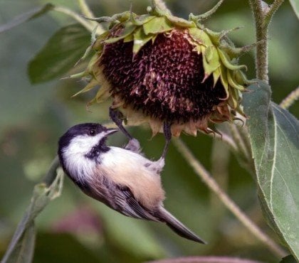 plantes pour attirer les mésanges tournesol