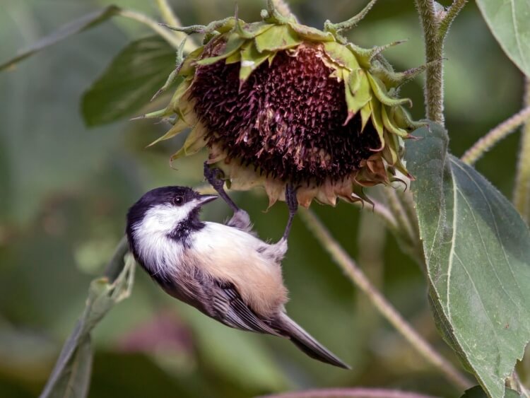 plantes pour attirer les mésanges tournesol