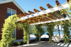 plantes vivaces annuelles grimpantes fleurs croissance rapide jardin plein sud soleil terrasse pergola