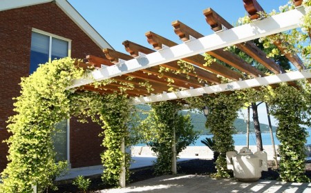 plantes vivaces annuelles grimpantes fleurs croissance rapide jardin plein sud soleil terrasse pergola