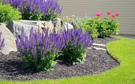 plantes vivaces fleuries plein soleil sedum spectabile jardin