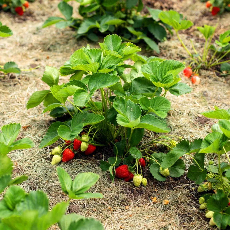 pourquoi comment pailler les fraisiers printemps été conseils plantation entretien