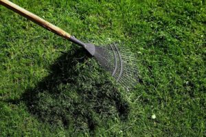 pourquoi laisser l'herbe tondue sur la pelouse jardin entretien
