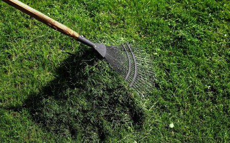 pourquoi laisser l'herbe tondue sur la pelouse jardin entretien