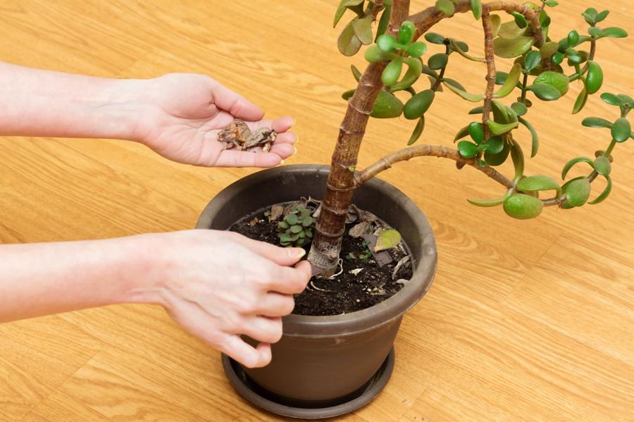 pourquoi l'arbre de jade perd ses feuilles
