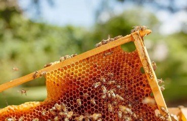 pourquoi les abeilles font du miel comment font elles pour fabriquer