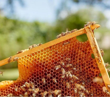 pourquoi les abeilles font du miel comment font elles pour fabriquer